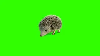 Green screen |🦔 Hedgehog | Footage | Video background | Download | №255