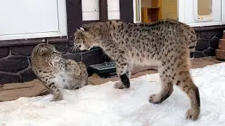 BOBCAT RUFUS ATTACKED THE BRIDE