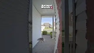 😱 WOW  | Animals Caught On Doorbell Cam