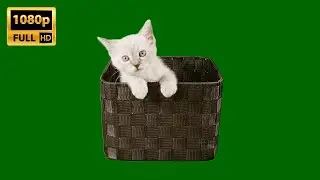 Kitten In Box | Green Screen