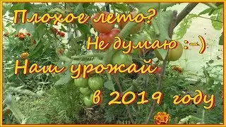 Наш урожай в 2019 году. Плохое лето? Не думаю :-))