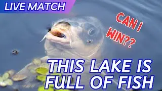 MATCH FISHING LIVE - CAN I WIN??  F1 FISHING IN THE MARGINS AND SHALLOW