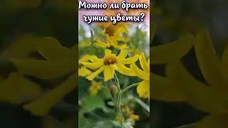 Можно ли брать чужие цветы? #shorts