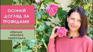 Як доглядати за трояндами восени та підготувати їх до зими🌹обрізка, живлення, обробка