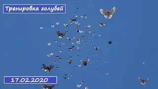 Тренировка голубей 17.02.2020