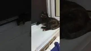Дождик  собрал банду !😂☔