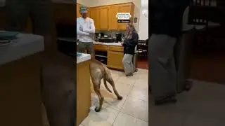 My Giant Dog Bowser dislikes certain household items 