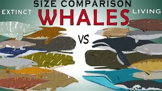 Living Vs Extinct Whales Size Comparison (Livyatan, Blue whale, Basilosaurus, Sperm whale)