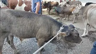 Tergachi mol bozori sigirlar narhlari bilan tanishing 9.08.2024yil