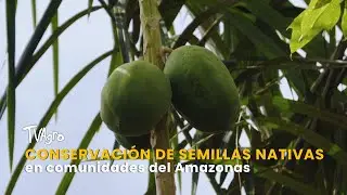 Conservación de semillas nativas en comunidades del Amazonas- TvAgro por Juan Gonzalo Angel Restrepo