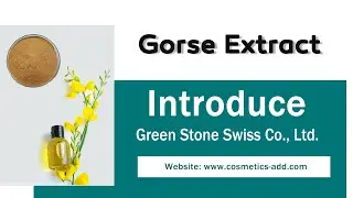 Gorse Extract