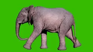 Large African elephant walking on the ground in front of green screen. Seamless loop animation for