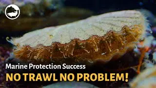 Marine Protected Areas Success Stories: No Trawl No Problem!