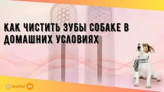 Как чистить зубы собаке в домашних условиях