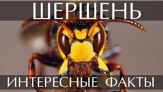 Шершень - интересные факты
