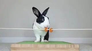 Rabbit eating carrot ASMR