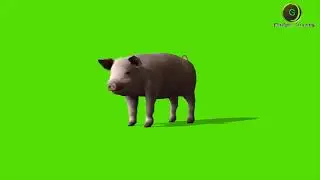 Pig Green Screen