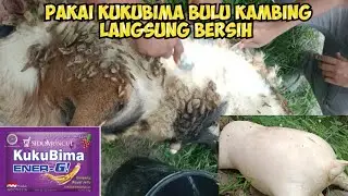 Cara Cepat Membersihkan Bulu Kambing Yang Sudah Di Potong #kambing #nardyshu