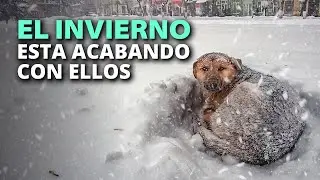 El pueblo no hizo nada por salvar a los perritos callejeros