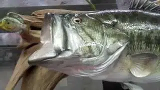 Largemouth Bass Fish Mount Replica by Coast to Coast Fish Mounts