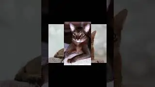 Абиссинская кошка
