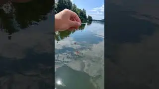 Хороший живец попался сам #рыбалка #fishing #улов #живец #река
