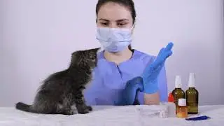 How Common is Rabies in Cats / Can I Get Rabies From Cat Scratch / Cat World Academy
