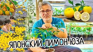 Я в Шоке! Знаменитый Японский лимон Юзу / Юдза. Как растет в домашних условиях и какой на вкус?