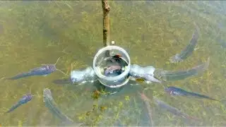 unique technology catching fishing with plastic bottles catching fishing in the village small boys