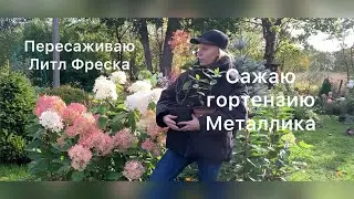 САЖАЮ МЕТАЛЛИКУ, ПЕРЕСАЖИВАЮ ЛИТЛ ФРЕСКА