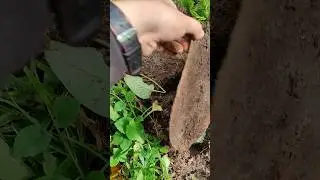 Выбрался далеко в лес на старую дорогу! Вот что нашел! #trending #коп #лес #metaldetecting #forest