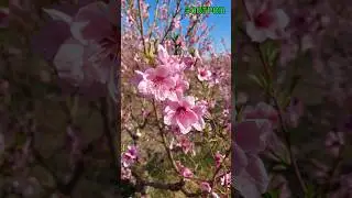 Цветущий персиковый сад. Супер локация. Туризм. Одесса и область. Где поехать? Семейный тур 