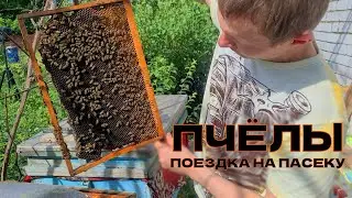 Пчелы. Поездка всей семьей на пасеку