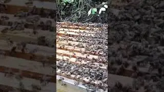 Пчёлы роятся. Что делать? 