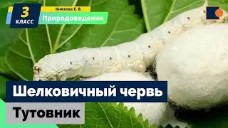 Шелковичный червь. Тутовник. Природоведение