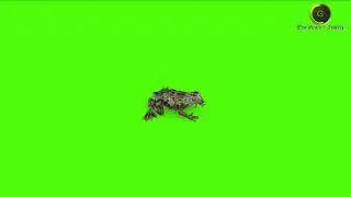 Frog 2 Green Screen HD