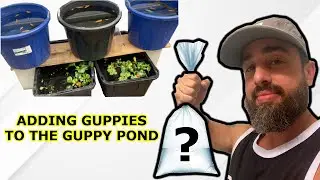 BACKYARD GUPPY FARM - ADDING GUPPIES