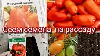 Хотите  ранний  урожай?..  сеем  томаты и гогошары  на рассаду.