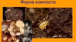Готовим сад к зиме