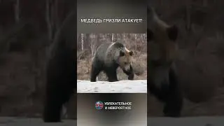 Медведь гризли атакует