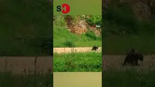 ENGELLİ AYI VE AİLESİ 1 YIL SONRA TEKRAR FOTOKAPANA YAKALANDI!