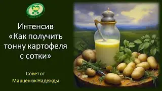 Вариант летней внекорневой обработки картофельных кустов. Совет от Надежды Марценюк