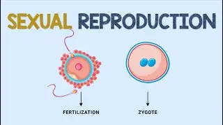 Sexual Reproduction | Animation