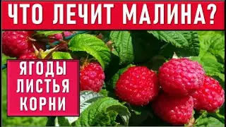 МАЛИНА ПОЛЬЗА и вред - ЛЕЧЕБНЫЕ свойства: простуда и горло, листья разжижают кровь, корни для почек