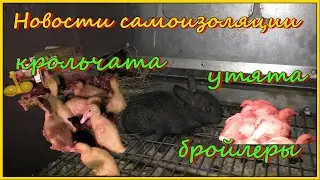 Новости самоизоляции. Крольчата. Утята. Бройлеры. Стар 53. Мулард. Голубой фаворит.