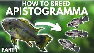 How to Breed Apistogramma: Getting the Eggs (Part 1)