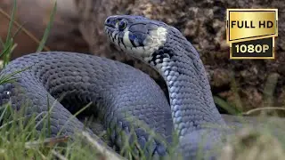 The Most Venomous Snakes on the Earth