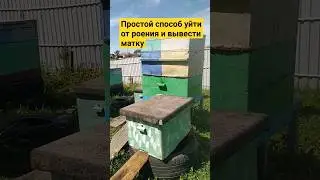 Простой способ уйти от роения и вывести матку 