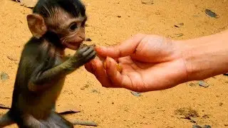 Cameraman help to feed skinny baby Daniela, Because of hungry Daniela eat a lots fruits