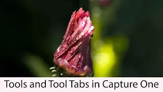 Edit Along With Me in Capture One: Exploring Tools and Tool Tabs